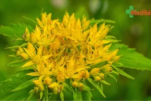 Rhodiola: hulp bij stress en vermoeidheid | Medibib 🤩