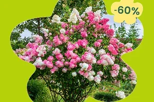 🌼 Stel je eigen set van 3 vaste planten samen: slechts €15!