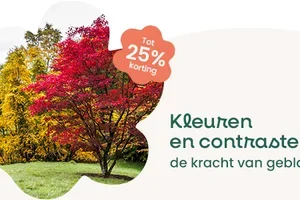 🍁 Kleuren, contrasten, karakter: tot −25% voor jouw tuin!