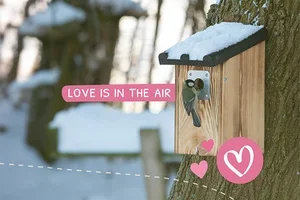 💕 Bereid je voor op het broedseizoen