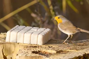 💚 Jouw maandanbiedingen van augustus