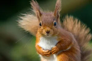 🌰 15% korting op eekhoorn-favorieten