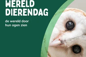 🦉Exclusieve voorrang: 15% korting voor jou