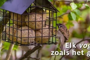 🐦 Dit zijn dé favorieten van de vogels in jouw tuin!