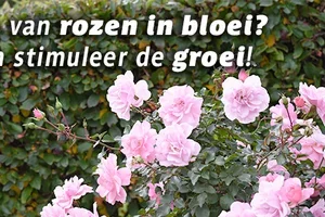 🌹 Snoei voor prachtige rozen in bloei!
