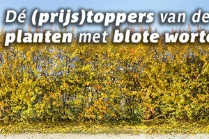 Plant slim dit najaar: kies voor blote wortels 🌱