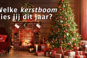 Welke kerstboom kies jij? 🎄