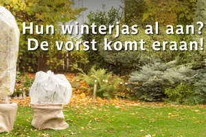 🥶 Brrr, bescherm je planten op tijd tegen vorst!