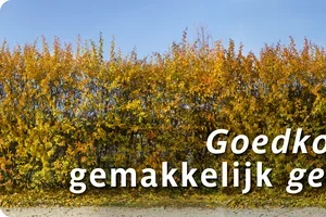 Deze tuintoppers kan je nu planten! 🌿