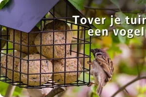 Komen ze bij jou smullen deze winter? 🐦
