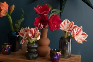 Nog 10 dagen tot kerst...