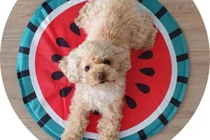 Purina week eindigt vandaag!⏰