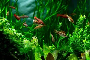 Laatste kans: Cyber Week deals & nieuwe acties bij Junai.nl!