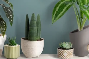 Black Week bij Junai.nl: KORTING op ons gehele assortiment!