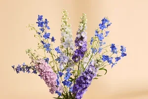De geboortebloem van juli? Ridderspoor 💙