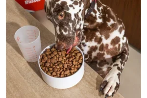 Leuk om jou en je hond te ontmoeten 🥰