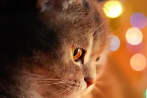 Gelukkig Nieuwjaar! ✨