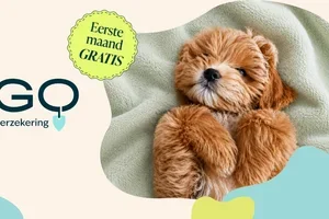 Eerste maand gratis voor je huisdierenverzekering bij Figo 🐾