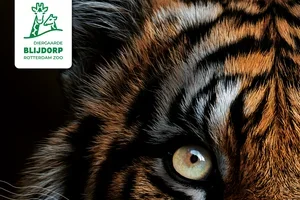 Beleef de zomer in Blijdorp! 🐯