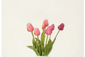 Het is weer tulpentijd 🌷