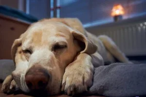 10% korting op Telizen bij vuurwerkangst 🎆