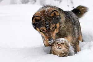 Wintertips voor je hond en kat! ❄️