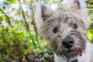 Ondersteuning van de weerstand met 5% voordeel