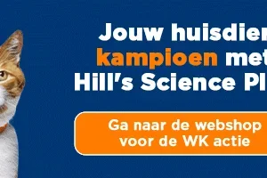 Scoor een gratis KONG Nederland WK-beertje!