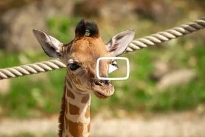 🦒 Kleine giraf steelt de show en nog veel meer dierennieuws