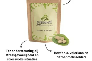 💥Wachten tot 31 december? Dan ben je te laat!