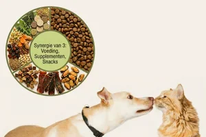 🧩 Je doet je best. Maar klopt het geheel?