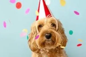 Exclusieve Pre-Birthday party – Wees er snel bij! 🛒