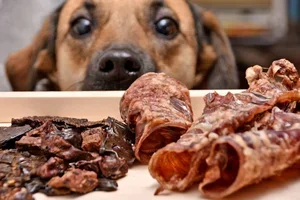 3 Zakken Limited Snacks kip voor 9,99! 🐾 Op=Op
