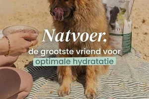 Wat dacht u ervan om uw huisdier te hydrateren met natvoer? 🐾