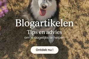 Blogartikelen | Hoe houdt u uw huisdieren bezig?