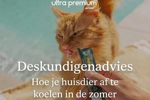 Tips van experts | Hoe houd je je huisdier koel in de zomer? ☀️