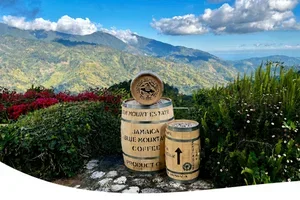 Jamaica Blue Mountain, de meest exclusieve koffie ter wereld