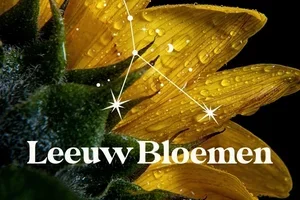 Het Leeuw-seizoen is begonnen... en daar hoort een bloem bij. 🌻