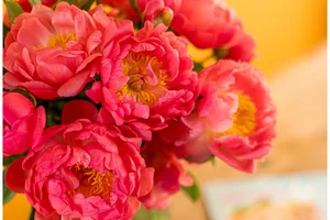 Pioenenseizoen (voor je het weet is het voorbij) 🌸✨