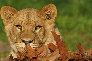 De herfst is officieel begonnen