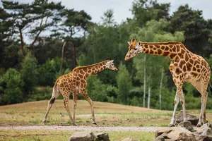 Welkom bij Beekse Bergen