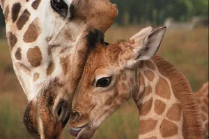 Gevlekt én gestreept geboortenieuws 🥰