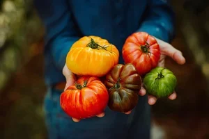 🪴 Nieuwe zomerprijs 🍅 Tomatentips 🇯🇵 Japanse week