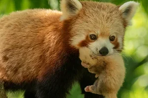 Beleef dit weekend onvergetelijke momenten in Pairi Daiza