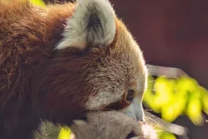 Pairi Daiza: de Estivales gaan verder met 2 nieuwe zomeravonden