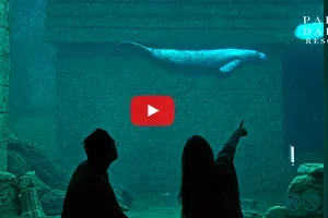 Pairi Daiza Resort : Boek nu een onvergetelijke nacht bij de lamantijnen