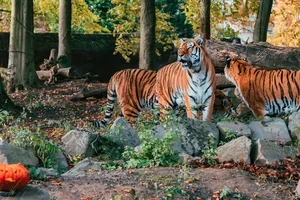 Een magische herfstbeleving vol najaarskleuren wacht op u in Pairi Daiza