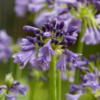 Afrikaanse lelie 'Star poppin Purple®