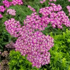 Duizendblad Mily Rock