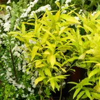 Wilg / Salix sachalinensis 'Golden Sunshine'